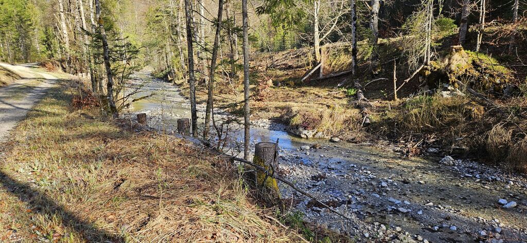 20250419_084614: Alpenbach unterhalb des Wehrs nach Zufluss der Eibenlaine (Foto Christian Buchner vom 19.04.2025)
